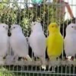 Meet your Posher, Canary